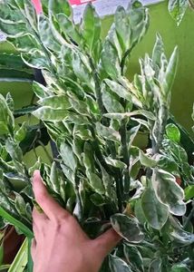3 Variegated Devil&#39;s Backbone Plant