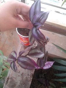 Real Rooted Wandering Dude/Tradescantia Plant
