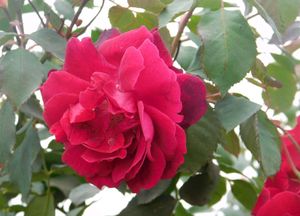 5 Red 🌹 Rose Steam