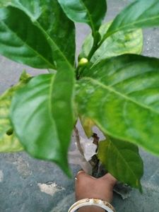Double Petal Togor Plant With Flowers