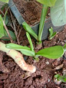 Plant Combo Of10
