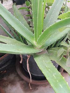 AloeVera Stem