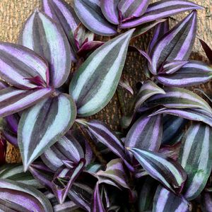 9 Plants Rare