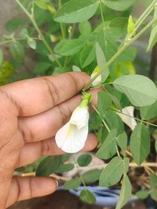 Sangu Poo White 3 Live Plant
