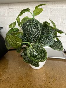 Artificial Plant