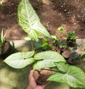 Arrowhead Plant