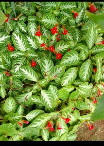 Episcia/Flame Violet