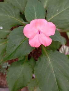 Pink Impatiens Plant