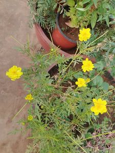 Yellow Cosmos Seeds With Container