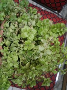 Tangled Heart Plant