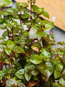 Plants