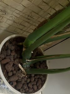 1 Monstera Deliciosa Plant Cuttings