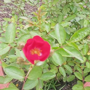 Small Rose Flower Stem
