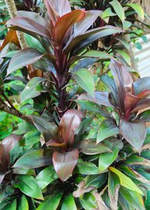 Cordyline Fruticosa Indoor Plant