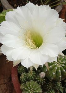 Easter Lily Cactus