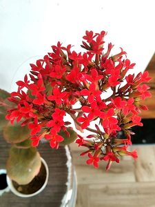 2 Kalaonchoe Plant With Pot