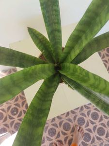 Snack Plant