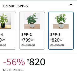 Artificial Butterfly Ficus Plant With Pot
