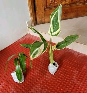 Pack 2 Big Mango 🥭 &amp; NeverNever Plants