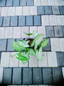 10 Live Root Plants