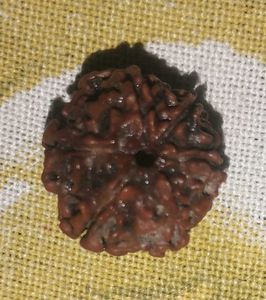 natural nepali 6 mukhi rudraksha bead