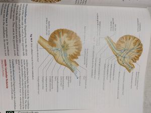 Human Physiology (CC Chatterjee) Volume 1&amp;2