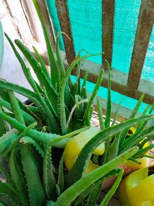 Alovera Live Plants