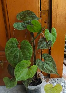 Beautiful Cissus Discolor Plant