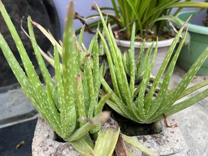 Air purifying and medicinal aloe vera plant