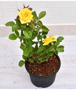 Rose plants🌱 available wholesale price
