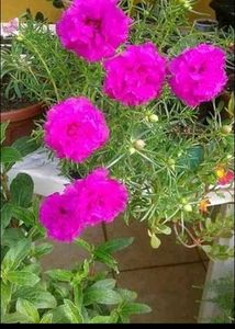 Offer 🎉🎉 Combo Of 4 Portulaca Plants Cutting 💐