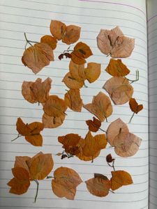 dry flower orange