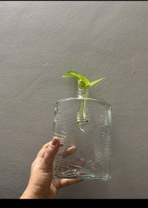 Aesthetic Glass Bottle/vase/jar
