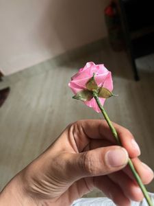 Pink Rose