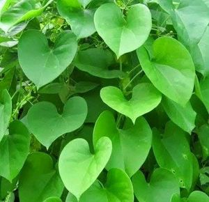 5 Giloy Stem,15 Cmगिलोय/गुच्चबेल herbal Plant/Medicine Use For Kada .5 Stems Of Giloy