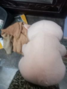 Teddy Bear