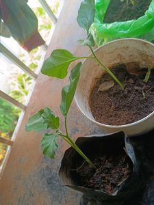 Brinjal Seedling! sale 1+1.