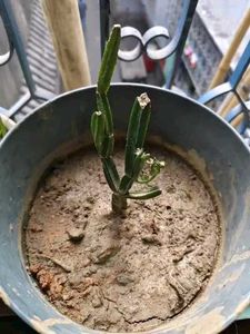 Hadjod, Cissus quadrangularis हड़जोड़