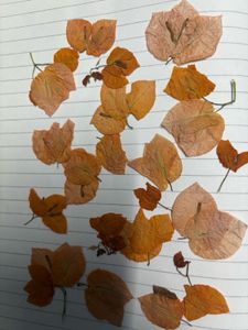 dry flower orange