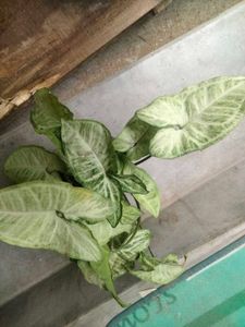 Assorted 4 varieties set offer