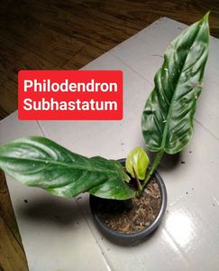 Assorted  Plants