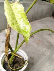 Assorted Expensive  plants offer