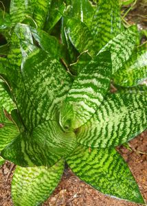 Snake plant