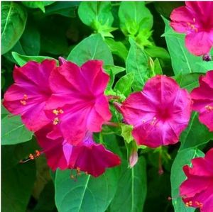 3 Colour 4 o&#39;clock Plant Seeds