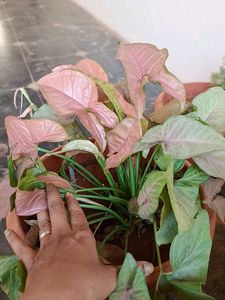 Pink Syngonium Plant