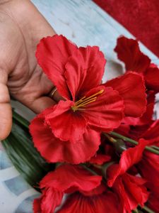 Red Hibiscus Flower Bunch