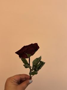 Real Dried Rose