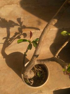 Adenium Desrt Rose Permanent Flowering Plant