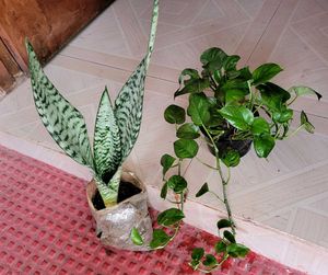 Set 2 Dwarf Snake Plant & Money Plants🪴