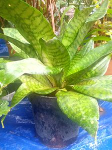 Snake Plant